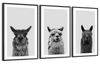 Trio Alpaca Wall Art