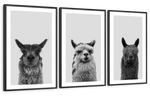 Trio Alpaca Wall Art