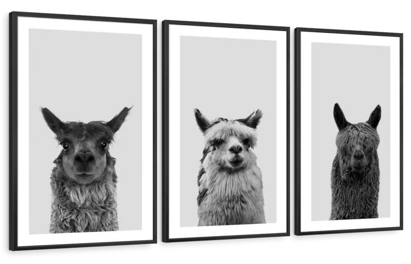 Trio Alpaca Wall Art