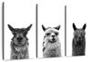 Trio Alpaca Wall Art