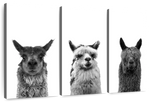 Trio Alpaca Wall Art