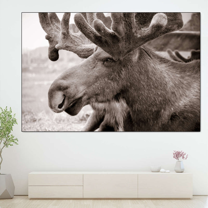 Moose Head Wall Art