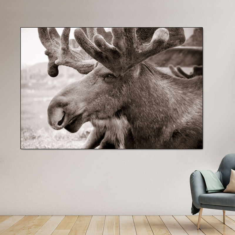 Moose Head Wall Art