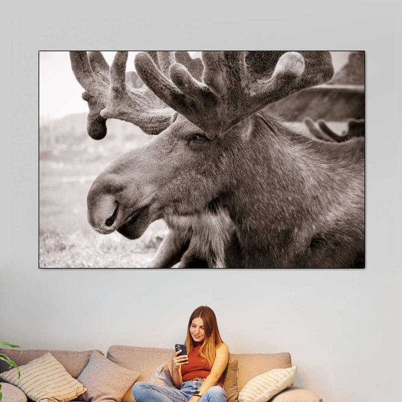 Moose Head Wall Art