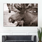 Moose Head Wall Art