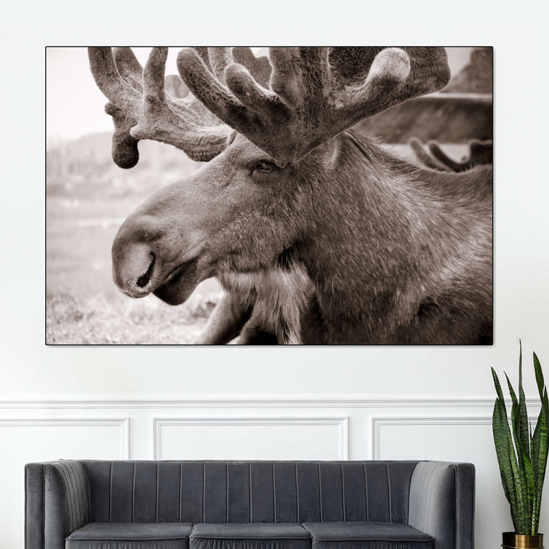Moose Head Wall Art