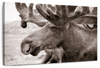 Moose Head Wall Art