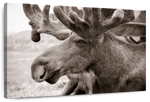 Moose Head Wall Art