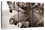 Moose Head Wall Art