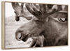 Moose Head Wall Art