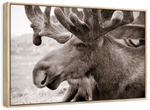 Moose Head Wall Art