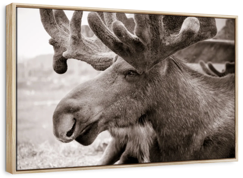 Moose Head Wall Art