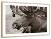 Moose Head Wall Art
