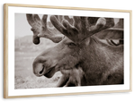 Moose Head Wall Art