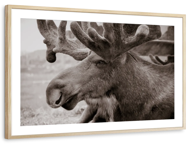 Moose Head Wall Art