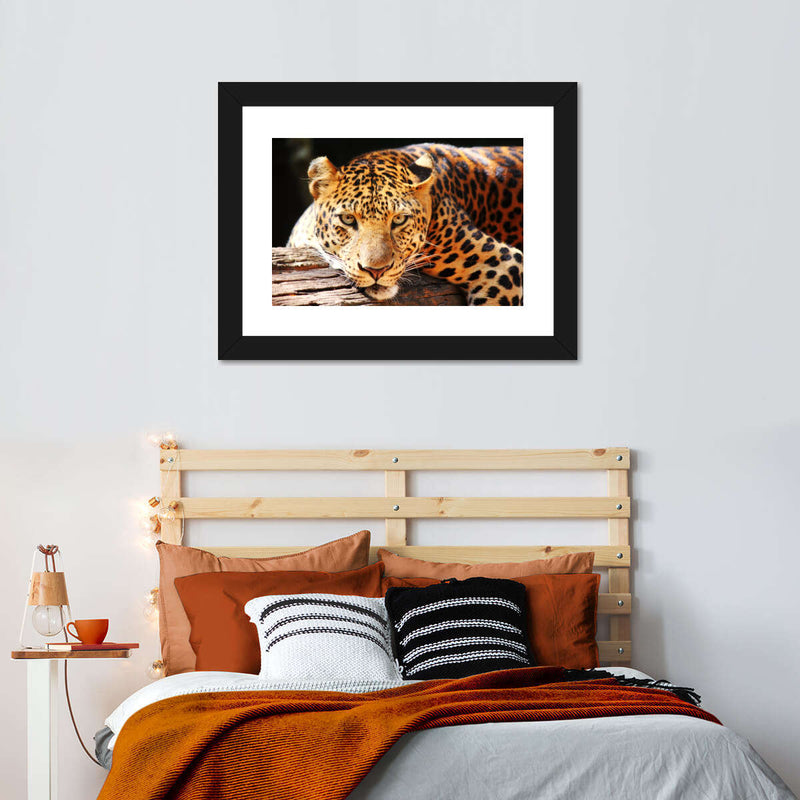 Leopard Gaze Wall Art