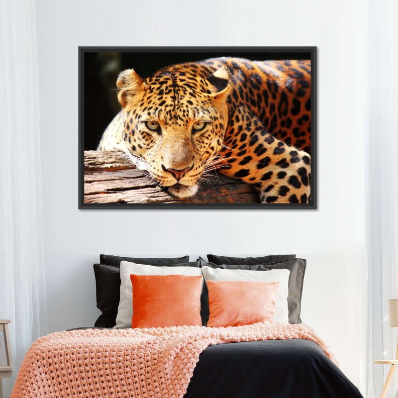 Leopard Gaze Wall Art
