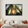 Redwood Trees Sunset Wall Art