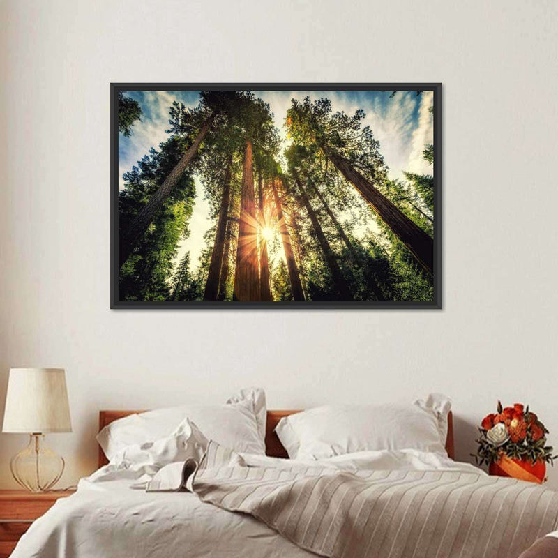 Redwood Trees Sunset Wall Art