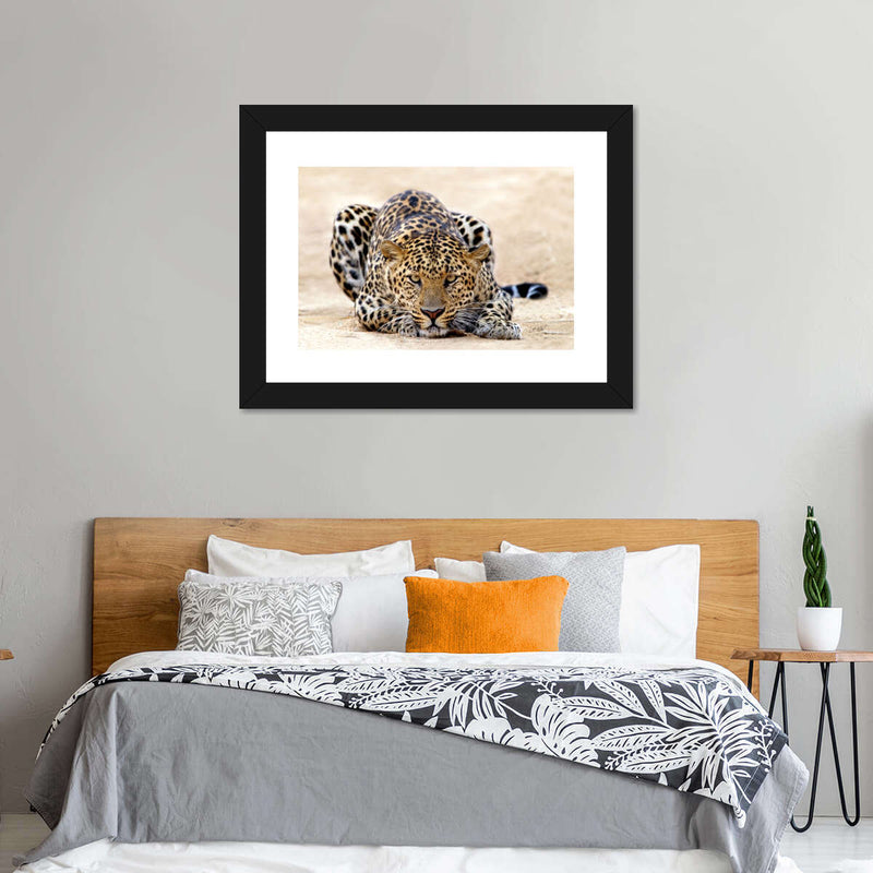 Watchful Jaguar Wall Art