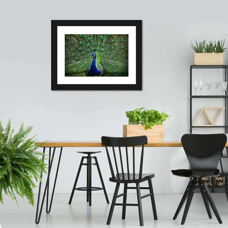Peacock Feathers Wall Art