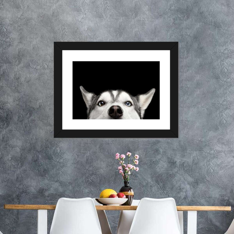 Peeking Siberian Husky Wall Art