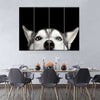 Peeking Siberian Husky Wall Art