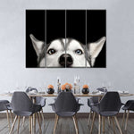 Peeking Siberian Husky Wall Art