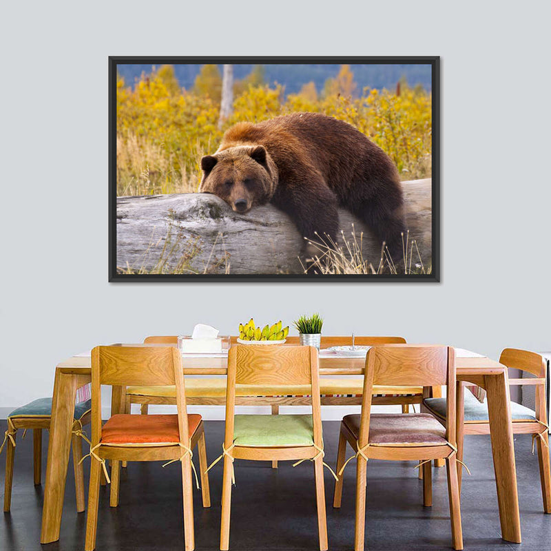 Resting Grizzly Bear Wall Art