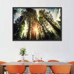 Redwood Trees Sunset Wall Art