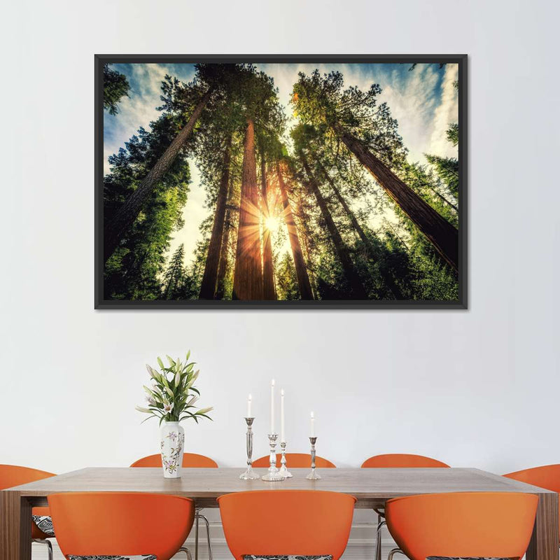 Redwood Trees Sunset Wall Art