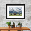 Grazing Teton Bison Wall Art