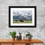 Grazing Teton Bison Wall Art