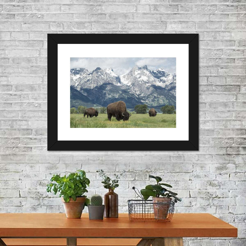 Grazing Teton Bison Wall Art