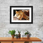 Leopard Gaze Wall Art