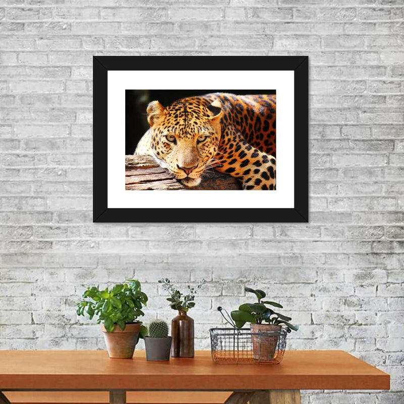 Leopard Gaze Wall Art