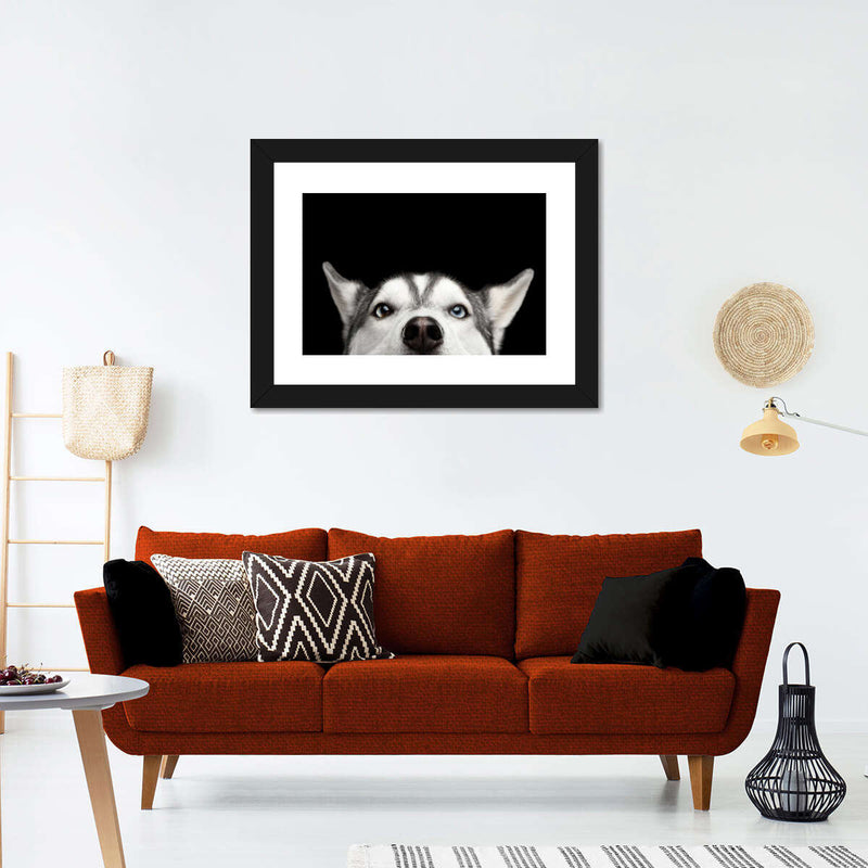 Peeking Siberian Husky Wall Art