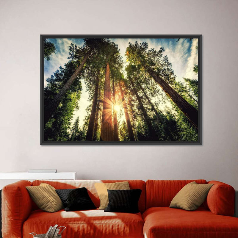 Redwood Trees Sunset Wall Art