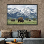 Grazing Teton Bison Wall Art