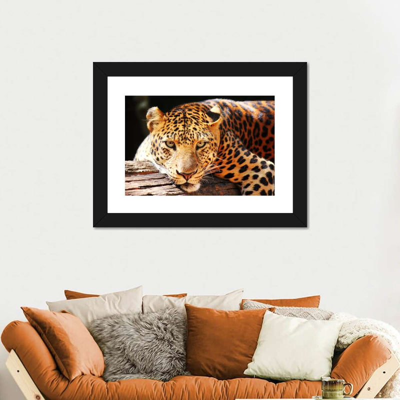 Leopard Gaze Wall Art