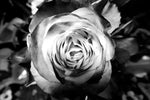 Monochromatic Rose Wall Art