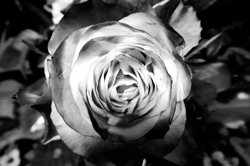 Monochromatic Rose Wall Art