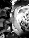 Monochromatic Rose Wall Art