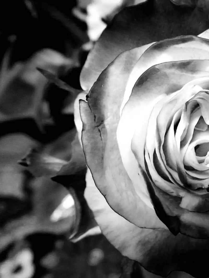 Monochromatic Rose Wall Art