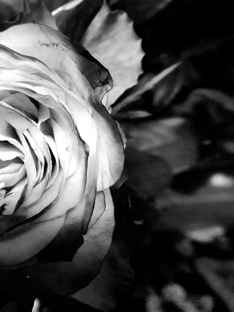 Monochromatic Rose Wall Art
