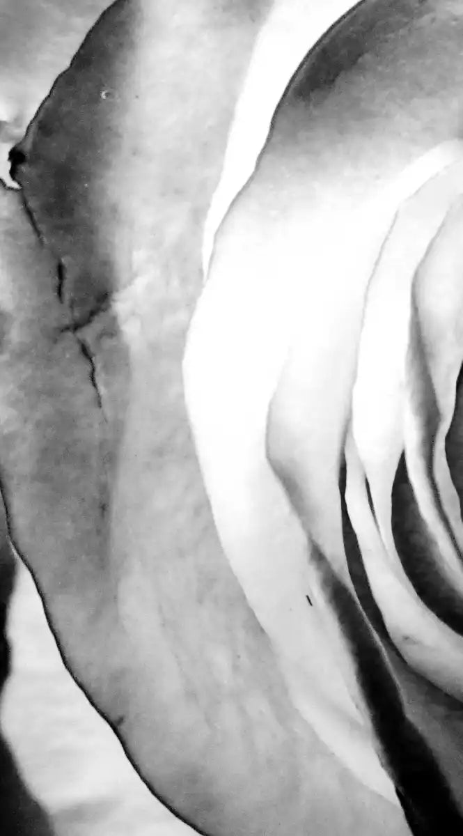Monochromatic Rose Wall Art