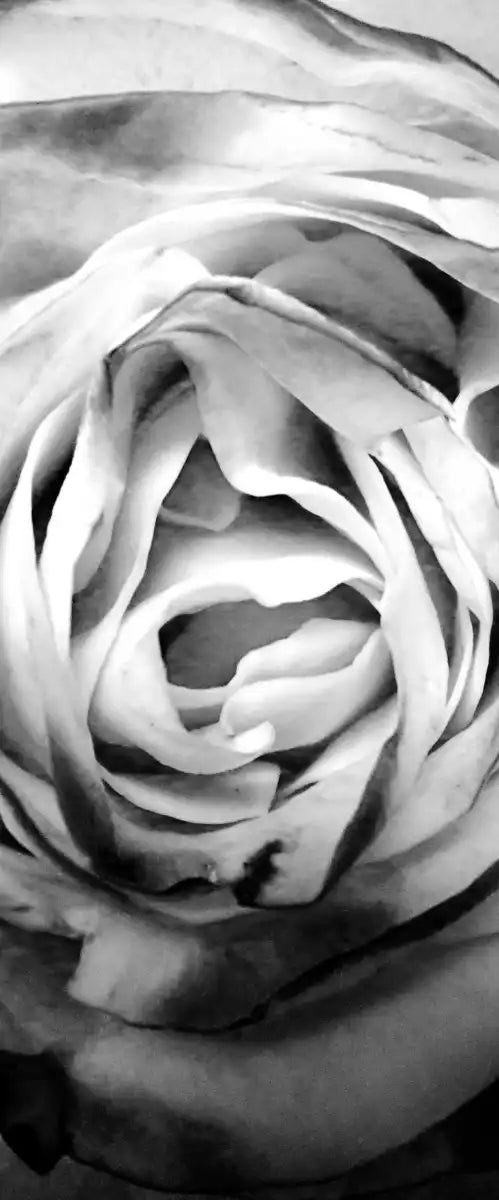 Monochromatic Rose Wall Art
