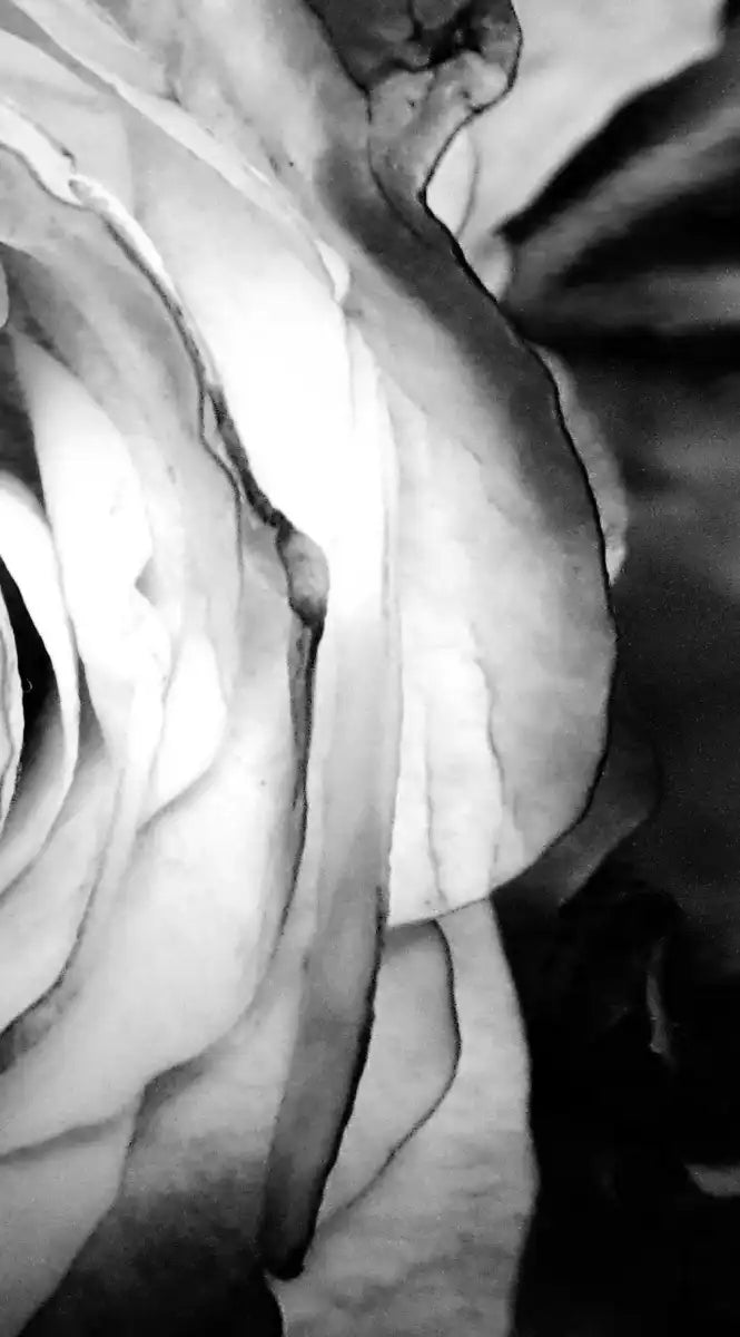 Monochromatic Rose Wall Art