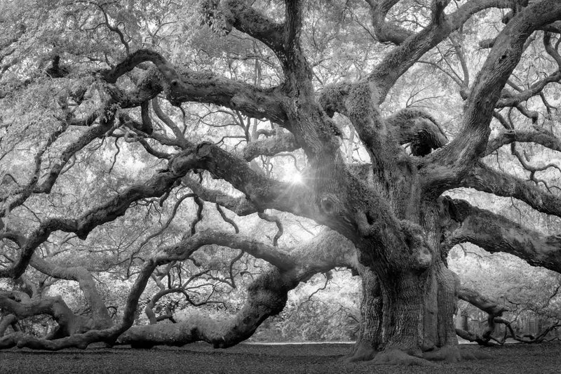 Monochrome Angel Oak Tree Wall Art