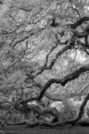 Monochrome Angel Oak Tree Wall Art